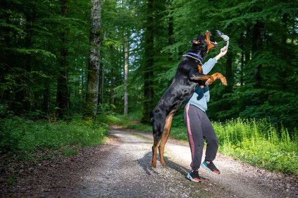 Stock image A large black-haired funny dog of the Rottweiler breed with a metal chain around his neck jumps and tries to catch a toy ball held by a kind little laughing girl, in a dense green sunny forest