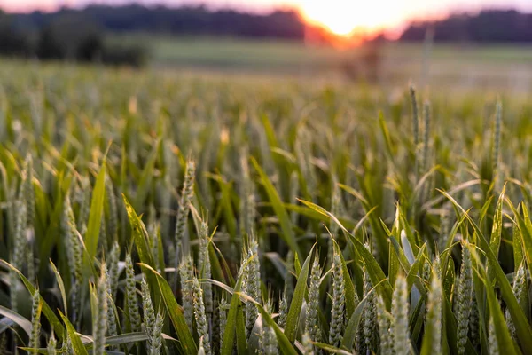 Detailní Záběr Nezralé Zelené Jarní Pšenice Širokém Zemědělském Poli Kopcovitém — Stock fotografie