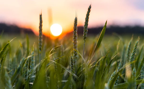 Närbild Omogna Gröna Våren Vete Bred Jordbrukare Jordbruksmark Kuperad Landsbygd — Stockfoto