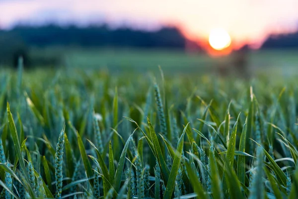 Крупный План Незрелой Зеленой Весенней Пшеницы Широком Сельскохозяйственном Поле Холмистой Лицензионные Стоковые Фото