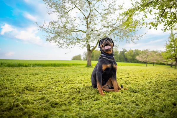 Kalme Serieuze Hond Van Rottweiler Ras Met Ketting Zijn Nek — Stockfoto