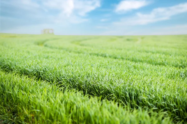 Крупним Планом Свіжому Весняному Густому Траві Зеленому Дикому Широкому Лузі — стокове фото