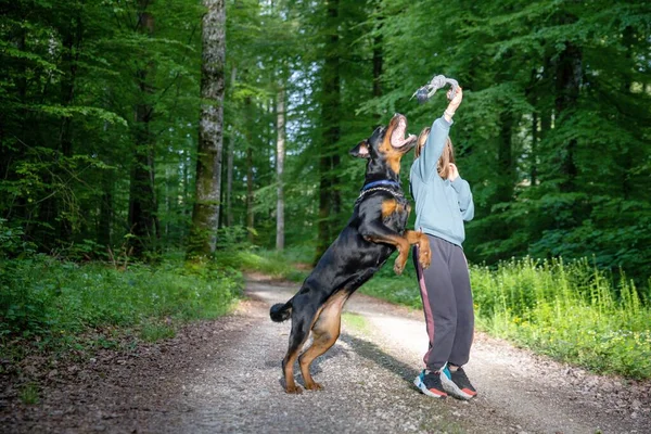 Ein Großer Schwarzhaariger Lustiger Hund Der Rasse Rottweiler Mit Einer — Stockfoto