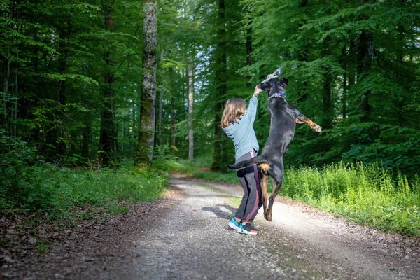 Ein Großer Schwarzhaariger Lustiger Hund Der Rasse Rottweiler Mit Einer — Stockfoto