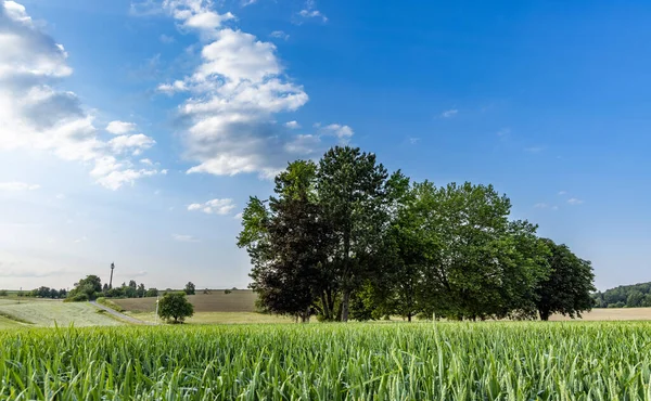 Kırsal Kesimde Geniş Bir Tarımsal Buğday Tarlasının Ortasında Yeşil Yay — Stok fotoğraf