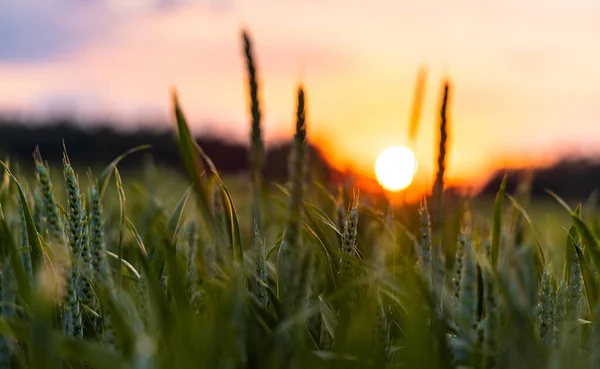 Крупный План Незрелой Зеленой Весенней Пшеницы Широком Сельскохозяйственном Поле Холмистой — стоковое фото