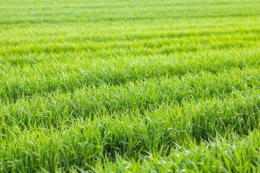Taze bahar çimlerine yakın çekim, geniş yeşil bir çayırda, dar toprak yollarla gündüz vakti mavi bulutlu bir gökyüzüne karşı.