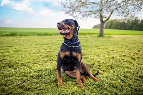 Cão Sério Calmo Raça Rottweiler Com Cadeia Volta Pescoço Senta — Fotografia de Stock