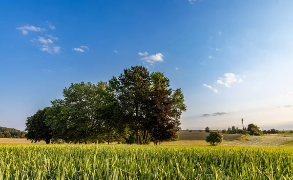Kırsal Kesimde Geniş Bir Tarımsal Buğday Tarlasının Ortasında Yeşil Yay — Stok fotoğraf