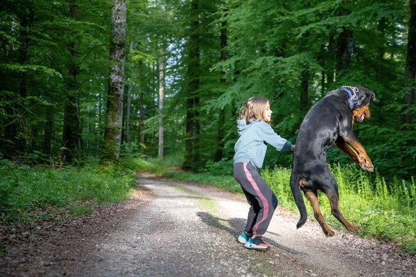 Gran Perro Divertido Pelo Negro Raza Rottweiler Con Una Cadena Fotos De Stock Sin Royalties Gratis