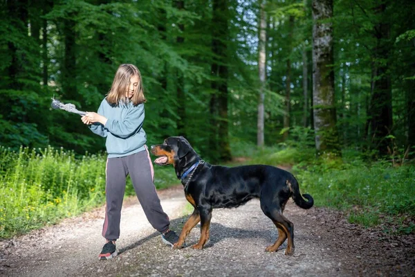 Grande Cão Engraçado Cabelos Pretos Raça Rottweiler Com Uma Corrente Imagem De Stock
