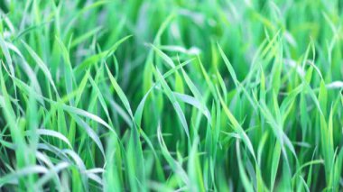 Kapalı yeşil taze, uzun çimenler geniş, vahşi bir bahar çayırında. 4k video yavaş çekim UHD