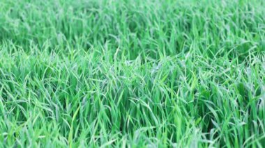 Kapalı yeşil taze, uzun çimenler geniş, vahşi bir bahar çayırında. 4k video yavaş çekim UHD