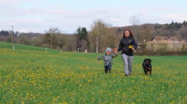 Mutlu bir anne ve küçük neşeli oğlu ve Rottweiler cinsinden büyük komik bir köpek kırsalda sarı karahindiba ile yeşil bir çiçek tarlasında koşuyorlar. 4k video yavaş çekim UHD