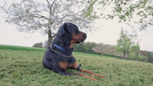 Vážný Klid Poslušný Černý Pes Plemene Rottweiler Leží Široké Louce — Stock video