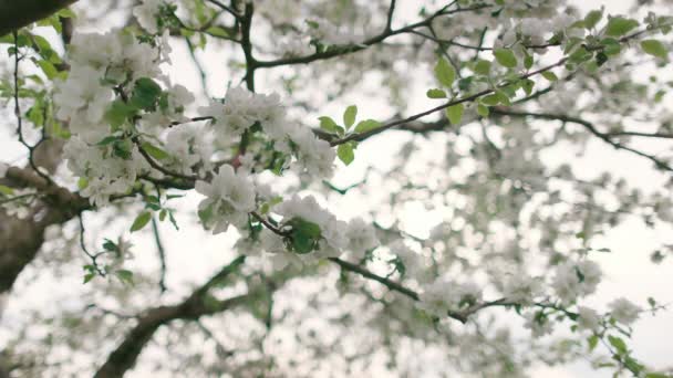 Крупным Планом Видны Белые Цветочки Свежие Весенние Зеленые Листья Цветущем — стоковое видео