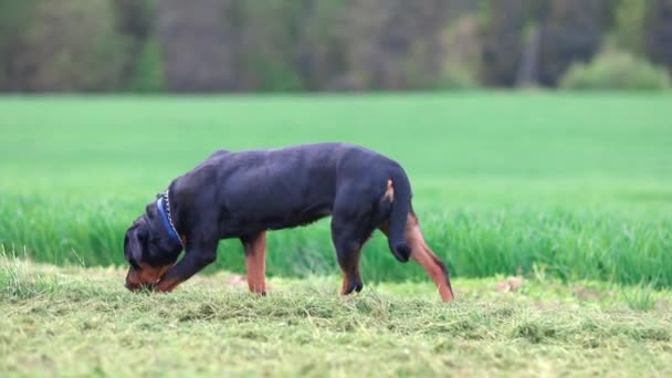 Egy Nagy Komoly Nyugalom Rottweiler Tenyészt Kutya Fekete Haj Sétál — Stock videók