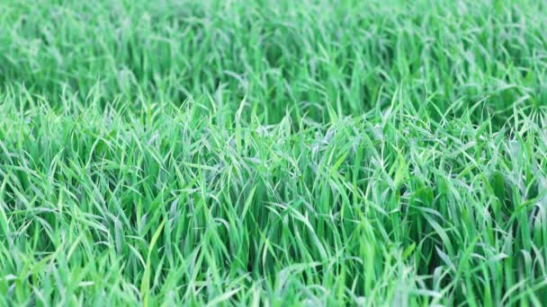 Primer Plano Verde Brillante Hierba Alta Fresca Amplio Prado Primavera — Vídeos de Stock