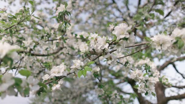 田舎の曇りの天気で枝の間を飛んで開花果樹園の木や蜂に白い小さな花や新鮮な春の緑の葉のクローズアップビュー 4KビデオスローモーションUhd — ストック動画