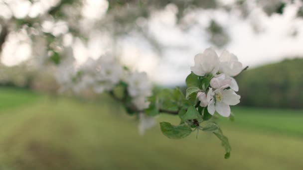Widok Bliska Białe Małe Kwiaty Świeże Zielone Liście Wiosny Kwitnącym — Wideo stockowe
