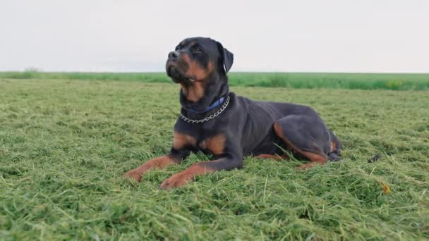 罗特韦勒品种的一只严肃而听话的黑狗躺在广袤的野地上 草地上长满了鲜绿的春草 在多云的天气里凝视着远方 4K视频慢动作Uhd — 图库视频影像
