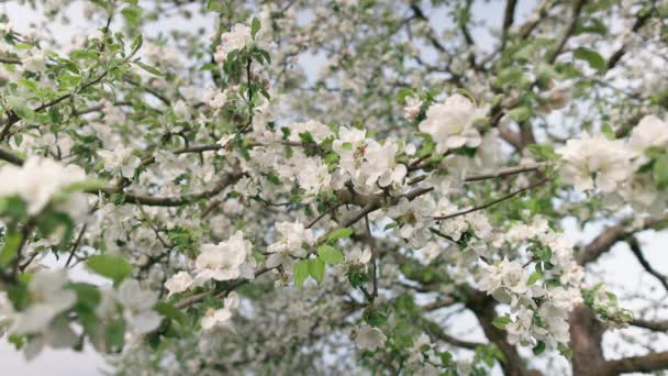 Detailní Pohled Bílé Malé Květy Čerstvé Jarní Zelené Listy Kvetoucím — Stock video