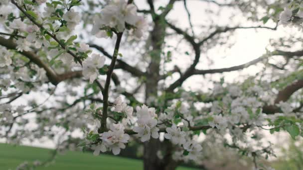 Detailní Pohled Bílé Malé Květy Čerstvé Jarní Zelené Listy Kvetoucím — Stock video