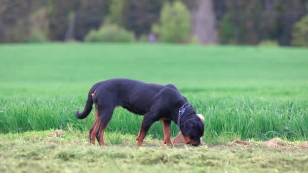 Een Grote Serieuze Kalme Rottweiler Ras Hond Met Zwart Haar — Stockvideo