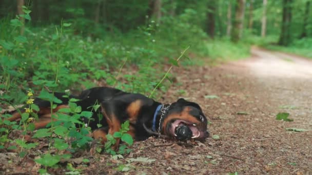 Rolig Glad Svart Rottweiler Hund Med Gummihund Bollen Munnen Tumlar — Stockvideo