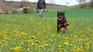 Rottweiler cinsinin büyük ve komik bir köpeği, kırsal kesimdeki dişi sahibinin arka planına karşı sarı karahindiba ile yeşil çiçekli geniş çayır boyunca hızla koşar. 4k video yavaş çekim UHD
