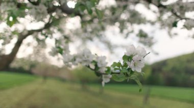 Beyaz küçük çiçekleri yakından görmek ve çiçek açan meyve bahçesindeki taze yeşil yapraklar ve kırsal bölgedeki bulutlu havada dalların arasında uçan arılar. 4k video yavaş çekim UHD
