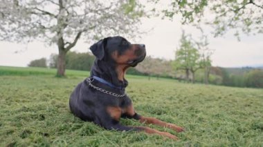 Ciddi, sakin, itaatkar, kara köpek cinsi Rottweiler taze yeşil çimen ve çiçek açan meyve ağaçlarıyla geniş bir çayırda uzanır ve bulutlu havada kırsalda dinlenir. 4k video yavaş çekim UHD