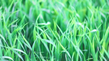 Kapalı yeşil taze, uzun çimenler geniş, vahşi bir bahar çayırında. 4k video yavaş çekim UHD