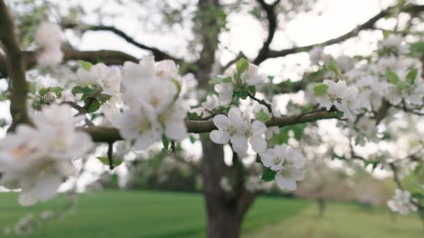 Крупным Планом Видны Белые Цветочки Свежие Весенние Зеленые Листья Цветущем — стоковое видео