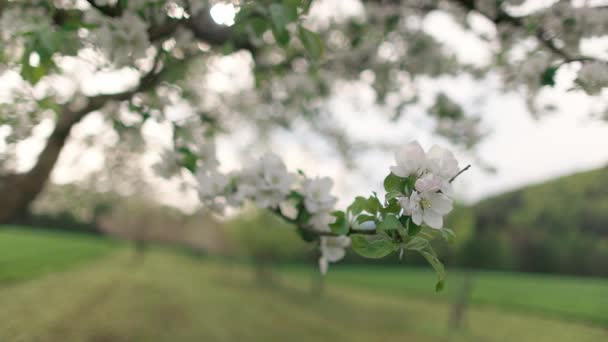 Közelkép Fehér Kis Virágok Friss Tavaszi Zöld Levelek Egy Virágzó — Stock videók