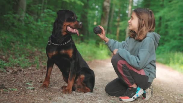優しい明るい女の子は 濃い緑の森の中の未舗装の道に特別な黒いゴム製の犬のボールの助けを借りて Rottwilerの品種の彼女の大きな従順な黒い犬を訓練します 4KビデオスローモーションUhd — ストック動画