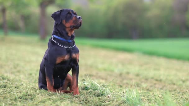 Duży Poważny Spokojny Pies Rasy Rottweiler Czarnymi Włosami Znajduje Się — Wideo stockowe
