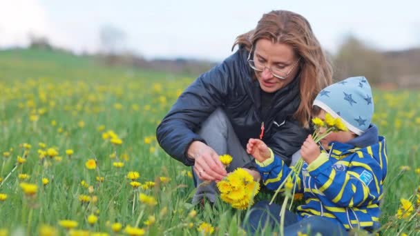 Счастливая Добрая Заботливая Мать Собирает Яркие Пышные Желтые Одуванчики Своим — стоковое видео
