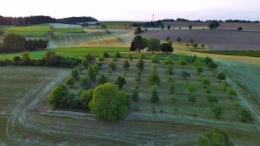 Çiftçiler arasında küçük yeşil meyve ağaçları olan büyük bir kırsal tarım bahçesi. Tahıl tarlaları ve kırsal kesimdeki sık ve karanlık bir ormanın arka planında çimenli yabani çayırlar. Video 4k UHD eş zamanlı
