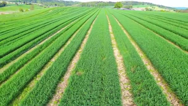 Weites Grünes Landwirtschaftliches Feld Mit Unreifen Getreidepflanzen Die Reihen Wachsen — Stockvideo