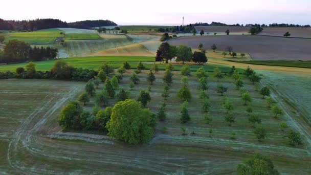 Gran Jardín Agrícola Rural Con Pequeños Árboles Frutales Verdes Entre — Vídeos de Stock