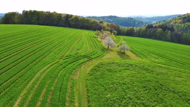Campo Agrícola Verde Con Campos Cultivo Cereales Verdes Árboles Blancos — Vídeos de Stock