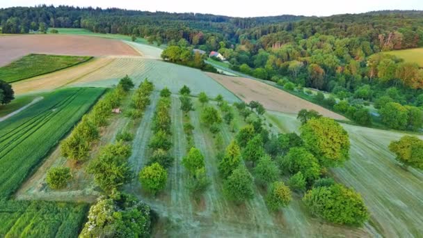 Grote Landelijke Landbouwtuin Met Kleine Groene Fruitbomen Tussen Boeren Graanvelden — Stockvideo