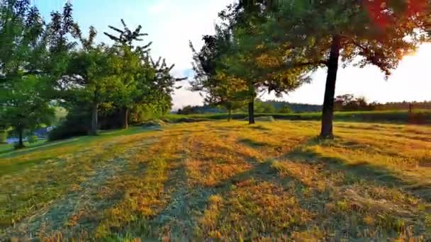 田舎の穀物畑や芝生の牧草地に囲まれた農村農業園では 夕方の晴れた春の天気で大きなフルーティーな緑の木が連続して成長します ビデオ4K Uhdリアルタイム — ストック動画