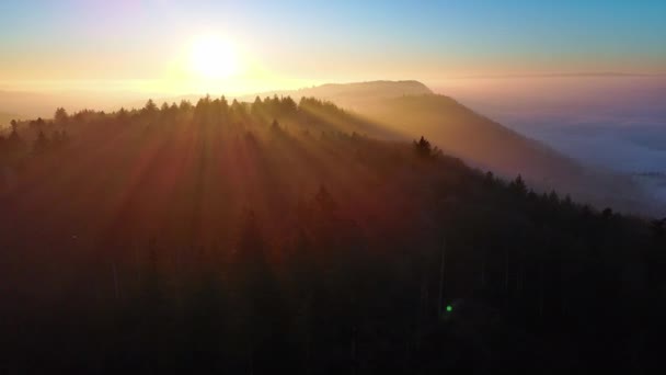 Тёмные Высокие Силуэты Хвойных Деревьев Густом Диком Горном Лесу Холмистой — стоковое видео