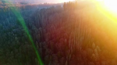 Yoğun, vahşi bir dağ ormanındaki kozalaklı ağaçların uzun gölgeleri, berrak bir gökyüzünde, kör edici, parlak bir akşam güneşinin arka planına karşı. Video 4k UHD eş zamanlı