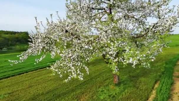 明るいフルーティーな文化の木は小さな白い花で咲き 曇り空に対してローリング田舎の広い野生の草の牧草地に立っています ビデオ4K Uhdリアルタイム — ストック動画