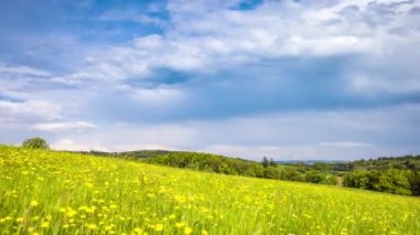 Yeşil yay, uzun çimenler ve sarı parlak karahindiba çiçekleri ile geniş, vahşi çayır mavi güneşli bulutlu bir gökyüzünün altında, tepelik bir Avrupa vadisinde. Video 4k UHD zaman ayarlı