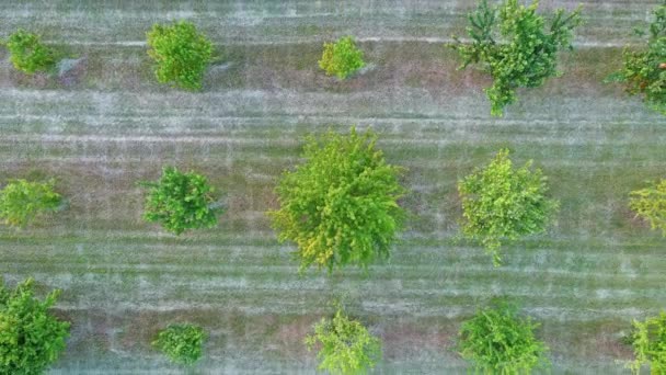 Großer Bäuerlicher Bauerngarten Mit Kleinen Grünen Obstbäumen Inmitten Von Getreidefeldern — Stockvideo