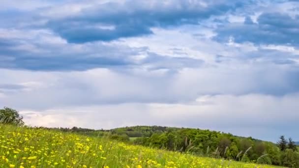 緑の春の背の高い草と青い日当たりの良い曇りの空の下で丘陵の森のヨーロッパの谷に黄色の明るい開花タンポポと明るい広い野生の牧草地 ビデオ4K Uhdタイムラプス — ストック動画
